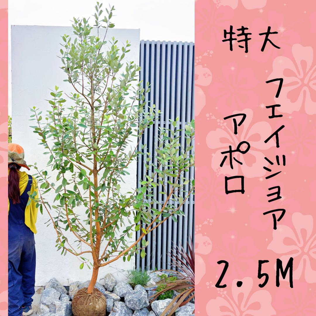 特大。フェイジョア アポロ2.5M(鉢底から)