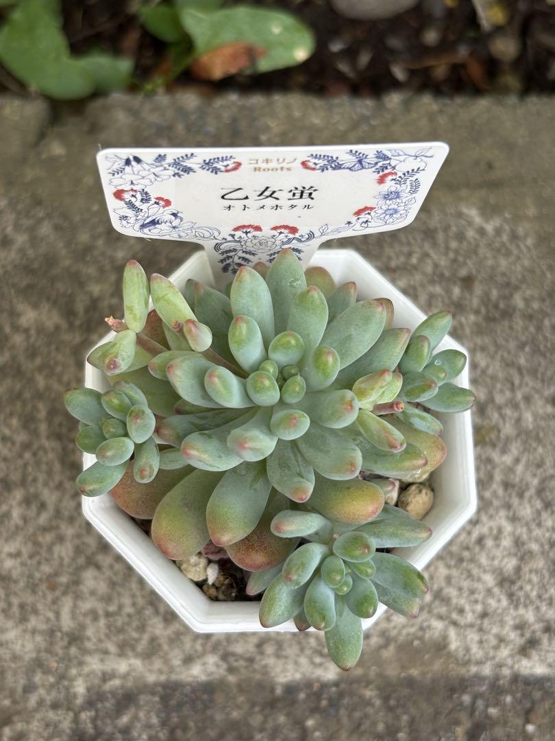 希少　コキリノさん苗　乙女蛍　札付き　多頭　多肉植物②