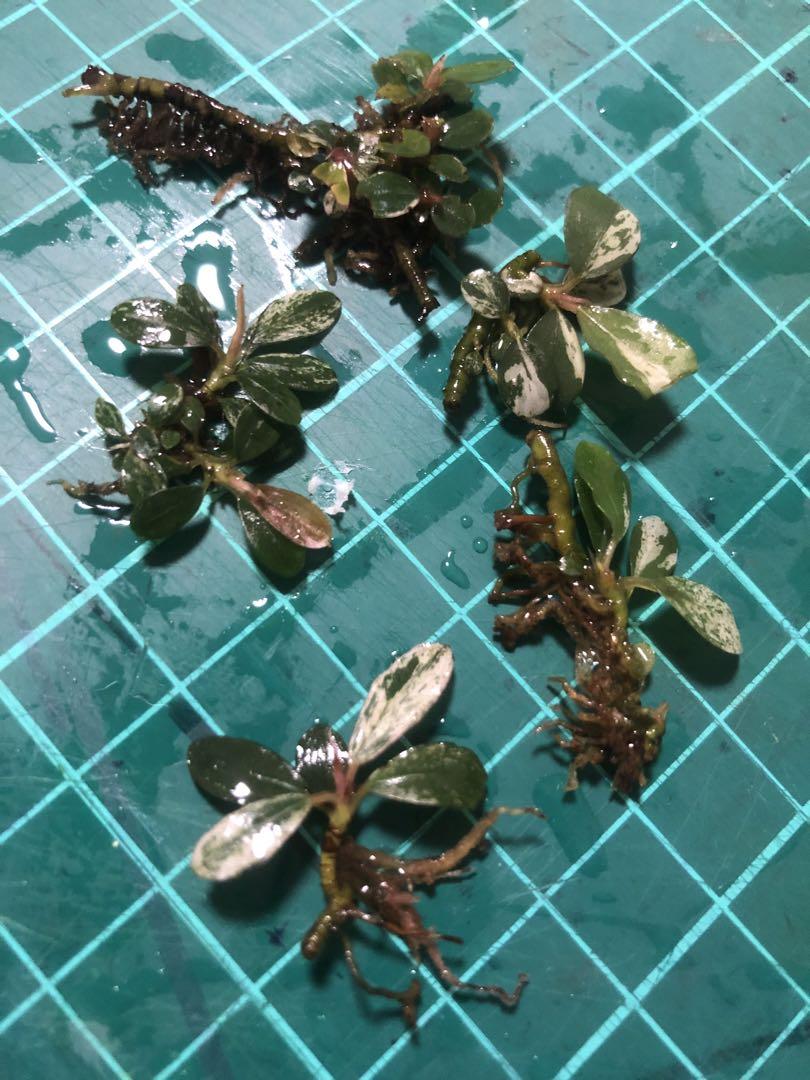 水草 Bucephalandra sp. Varigata Bucephalandra Variegated | AquaticMotiv