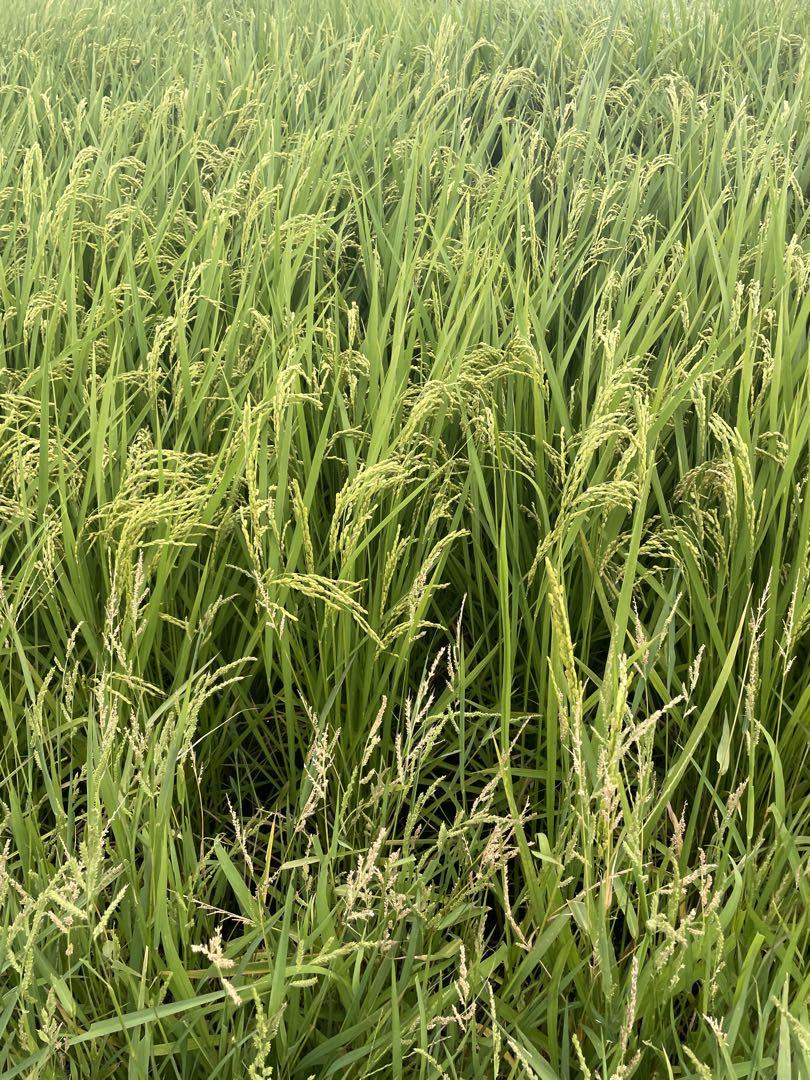 茨城県産コシヒカリ29キロ