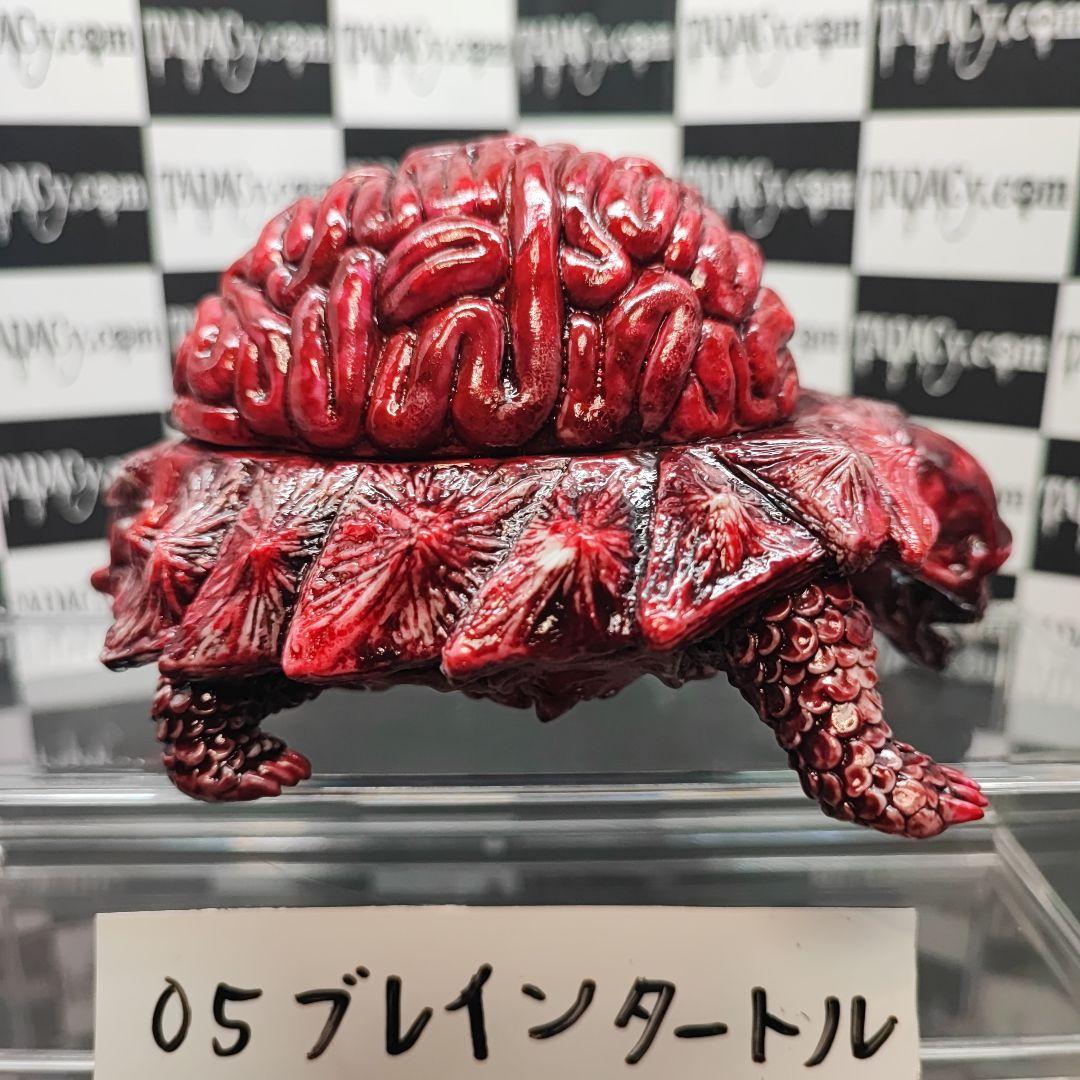05ブレインタートル