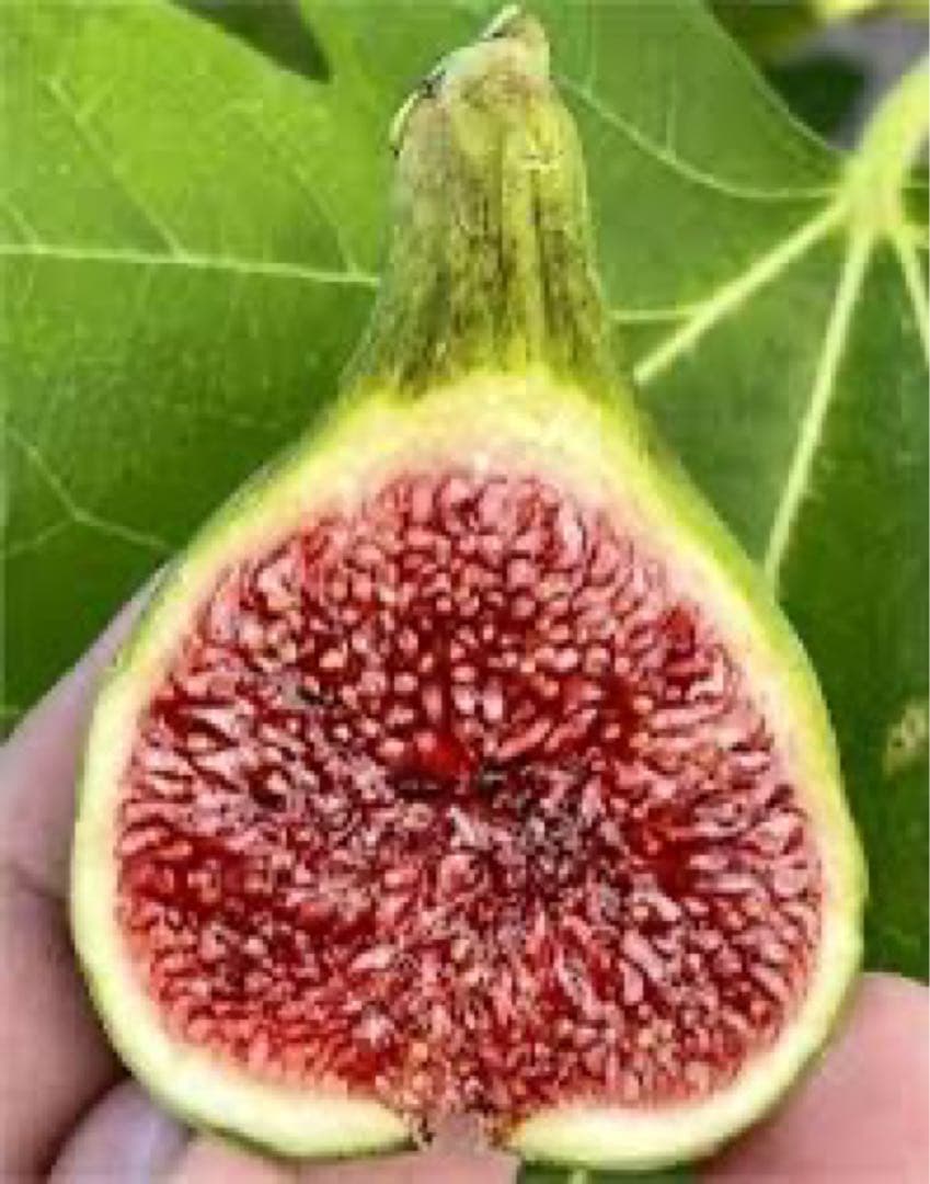 レッセル様 リクエスト 4点 まとめ商品