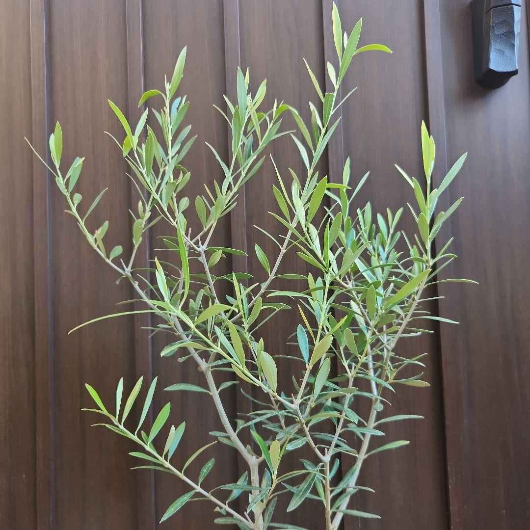 オリーブの木　エルグレコ　ホワイト×ゴールド花柄テラコッタ鉢植え　苗