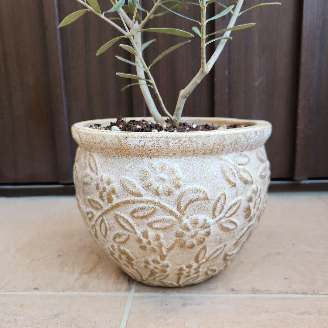 オリーブの木　エルグレコ　ホワイト×ゴールド花柄テラコッタ鉢植え　苗