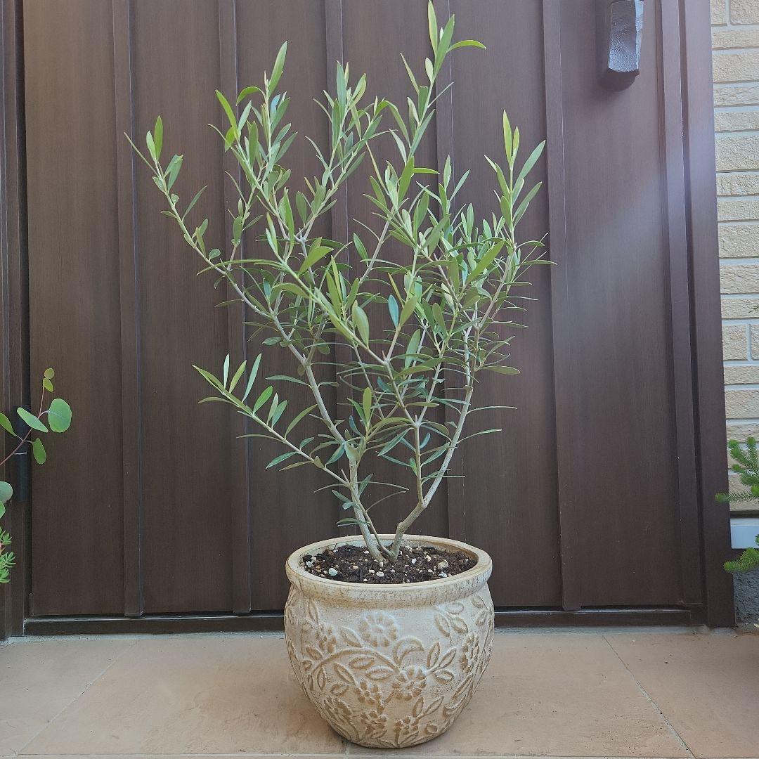 オリーブの木　エルグレコ　ホワイト×ゴールド花柄テラコッタ鉢植え　苗