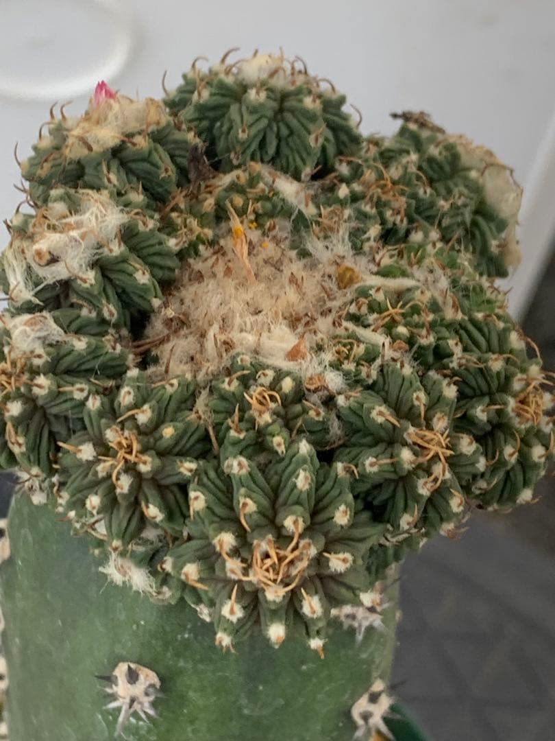 Aztekium ritteriやや傷や汚れあり