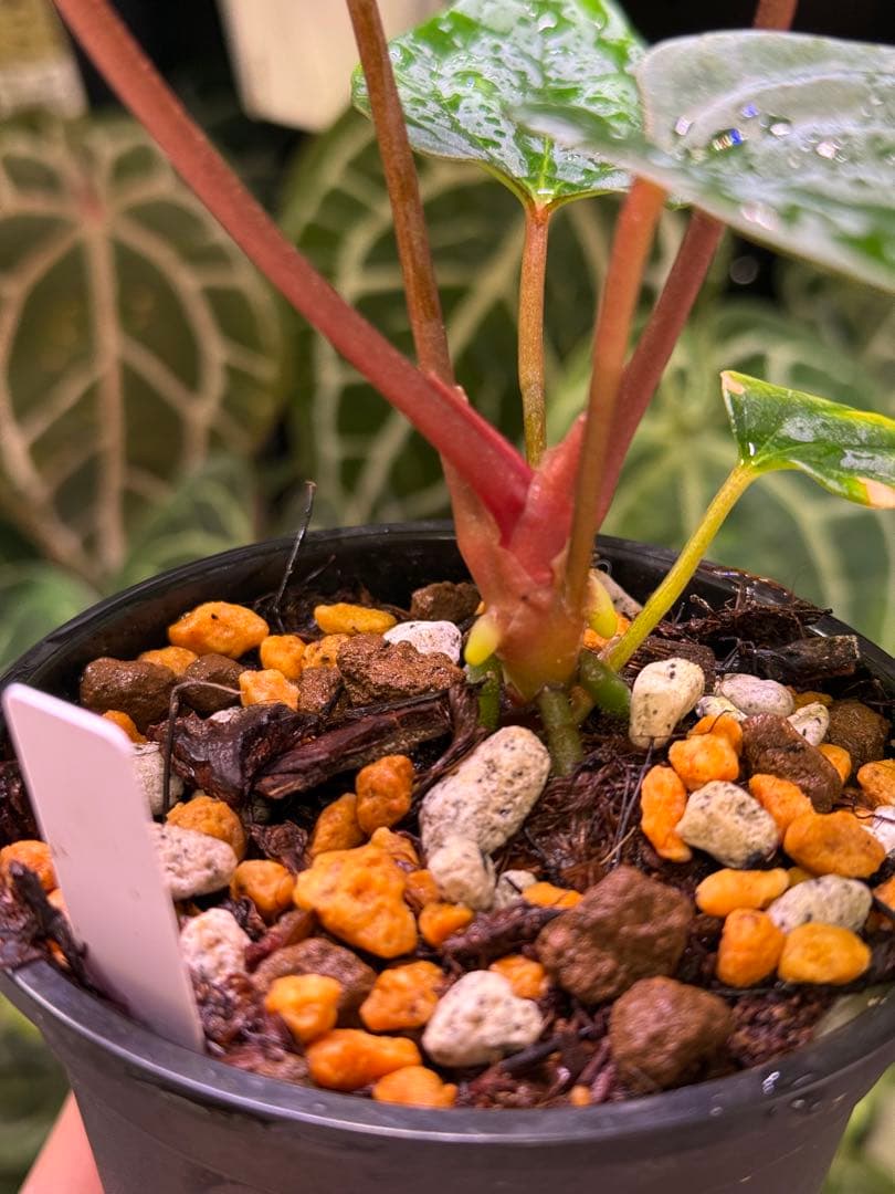 アンスリウム Portillae (Dorito) Scott × self アンスリウム Portillae (Dorito) Scott × self