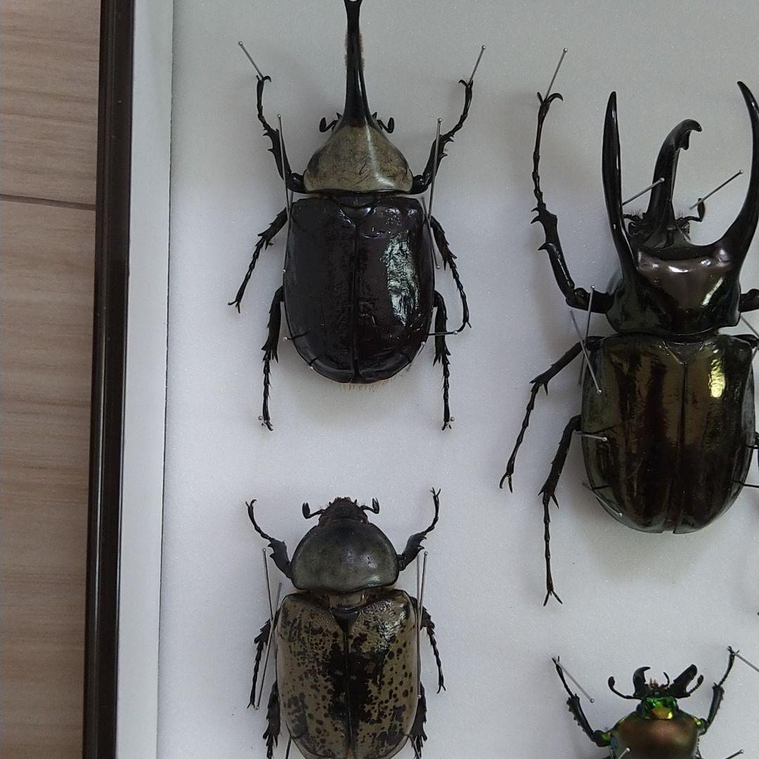年代物】カブトムシ、ハナムグリ標本セット