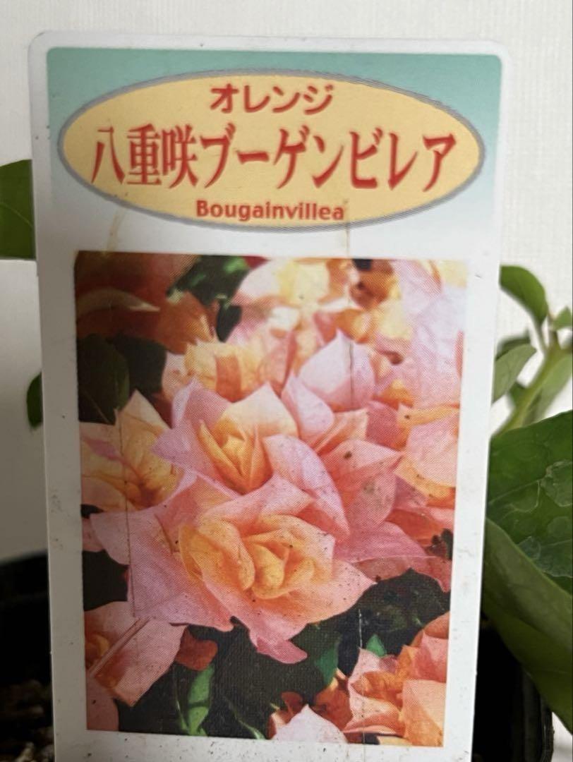 ブーゲンビリア八重オレンジピンクNo905 らくらくメルカリ便発送‼️ ブーゲンビリア八重オレンジピンクNo905 らくらくメルカリ便発送