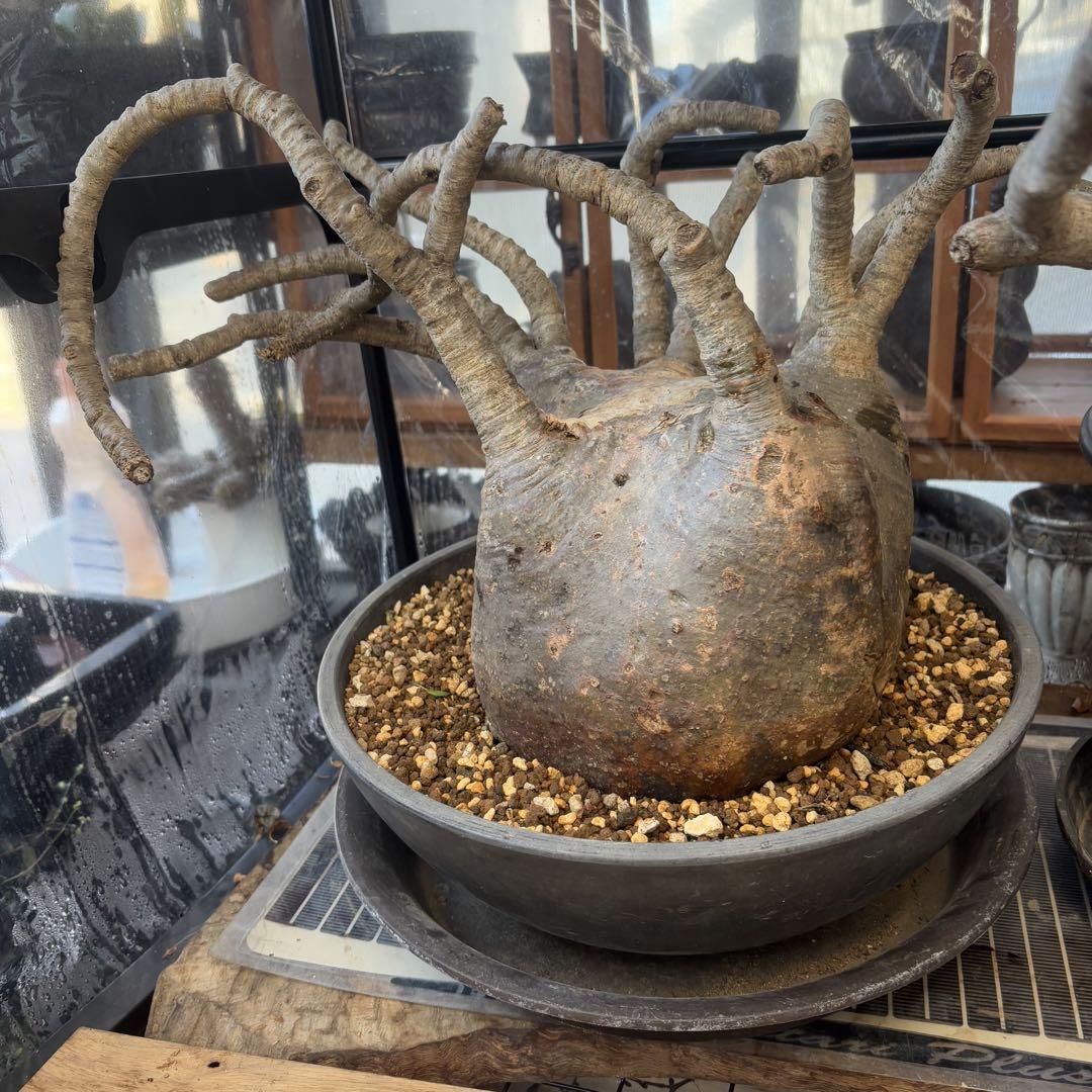 管理中