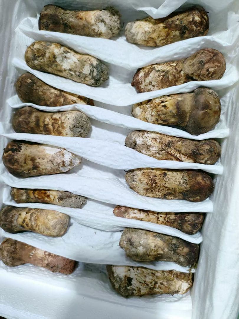 本日限り大特価！中国雲南省産松茸 約1kg 大量仕入れ！つぼみS (5〜7cm)