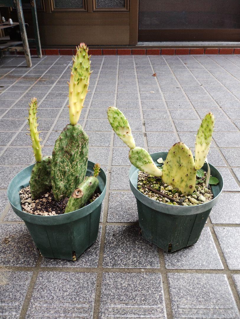 団扇サボテンOpuntia vuigaris variegata rainbow - メルカリ