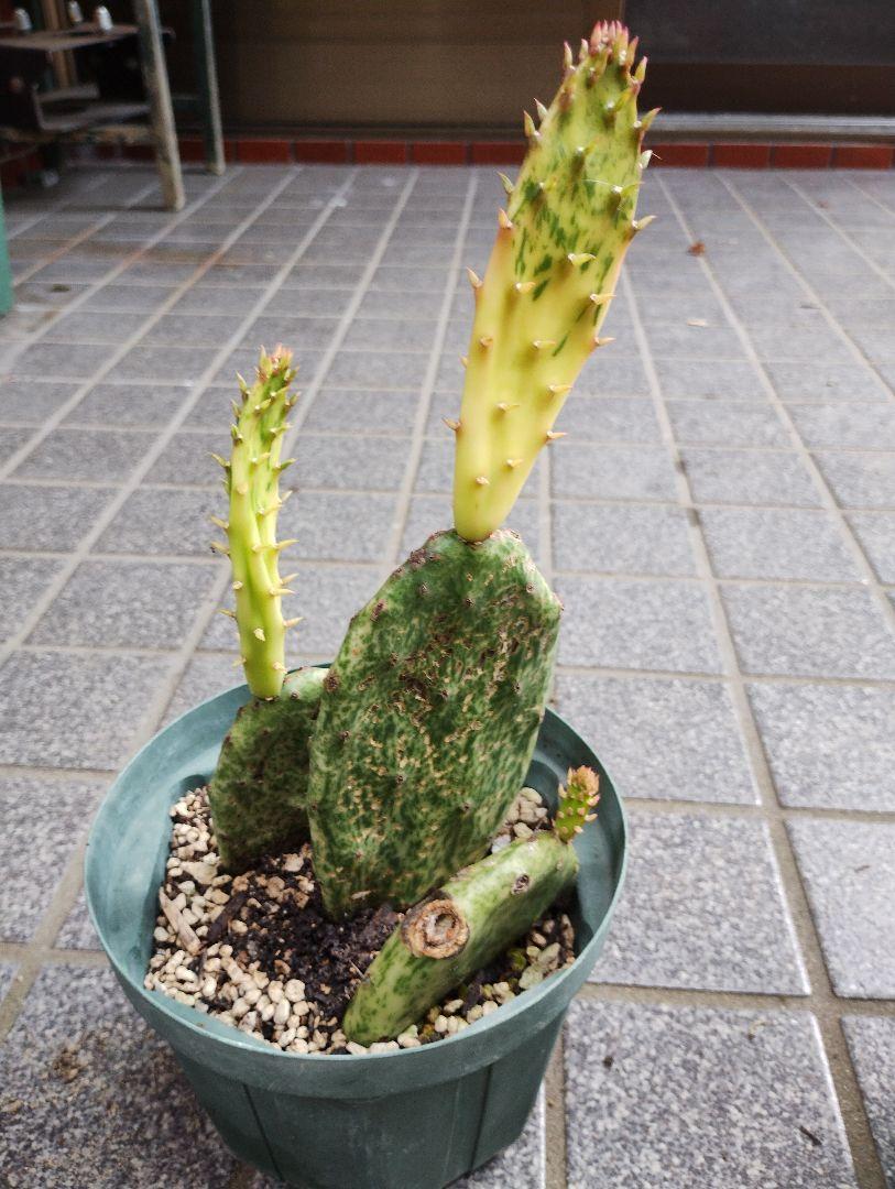 団扇サボテンOpuntia vuigaris variegata rainbow - メルカリ