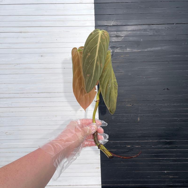 フィロデンドロン ギガス Philodendron Gigas