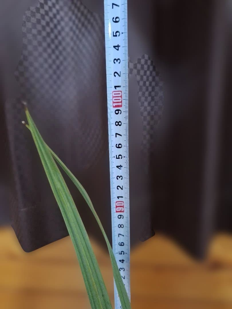 ナンノロプス アラビカシルバー 4芽目立った傷や汚れなし YUZUMIYA_COM