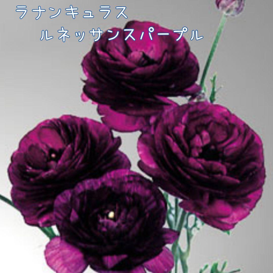 ペップトーク 花色の移り変わりを楽しめます♪