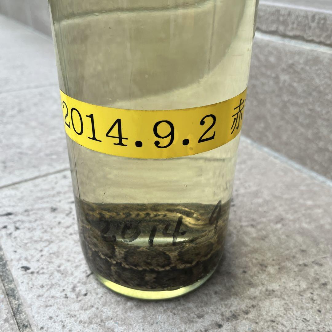 マムシ酒 自家製 ② 焼酎