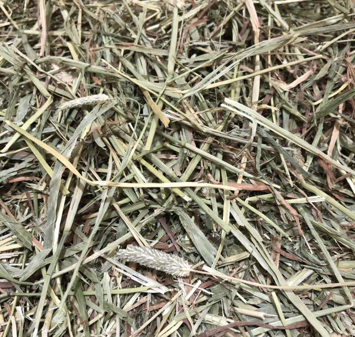 ふるさと割 カナダ産チモシーソフトプレミアム 1kg lacistitis.es ふるさと割 カナダ産チモシーソフトプレミアム 1kg lacistitis.es