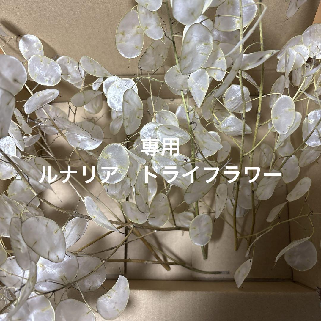 shigezo様専用 ルナリア ドライフラワー - メルカリ