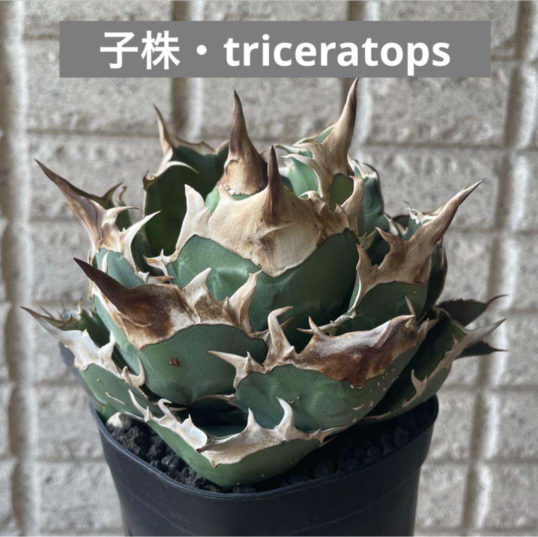 【スーパーチタノタ】CACUTUS GREEN血統、発根済み子株① スーパーチタノタ】CACUTUS GREEN血統、発根済み子株① - メルカリ