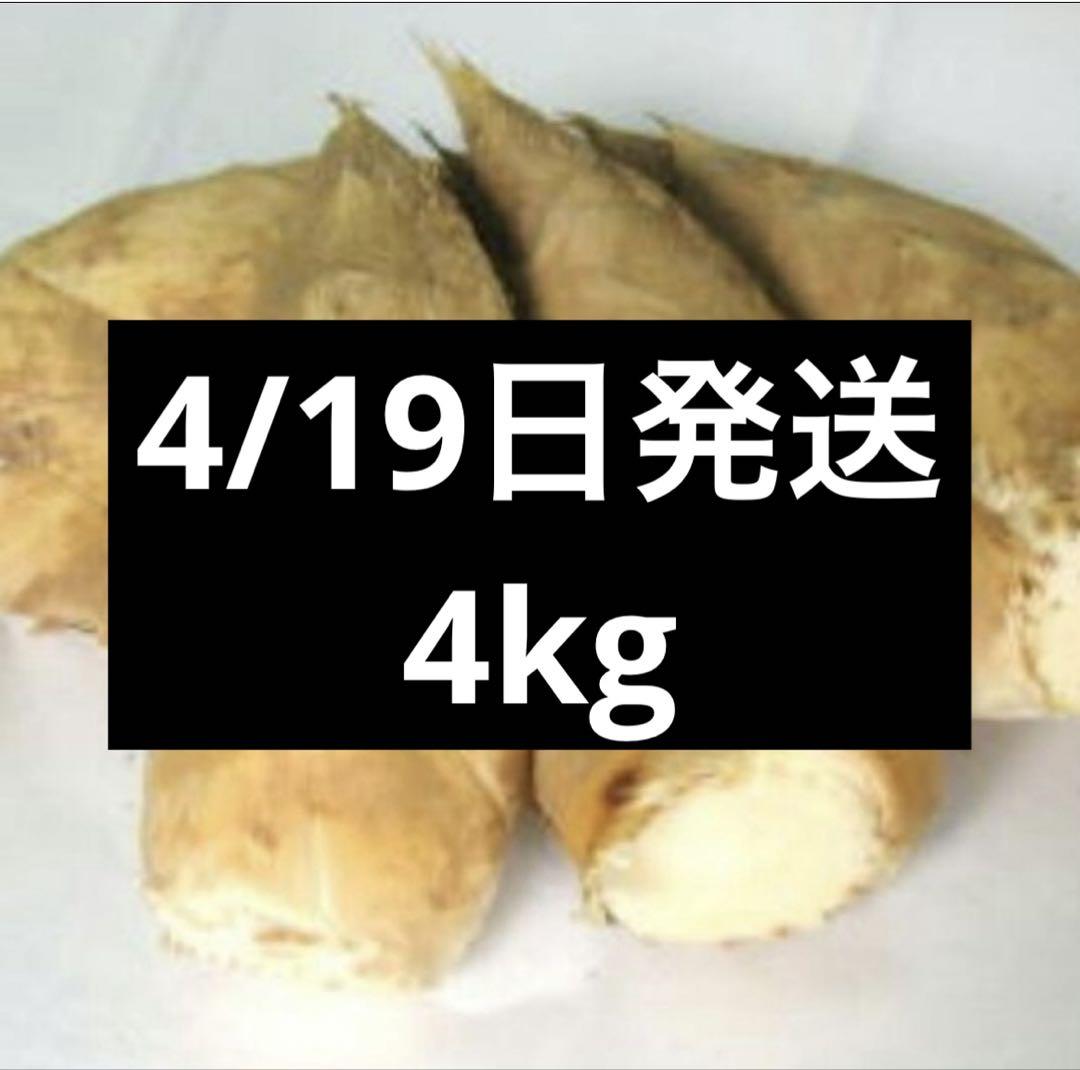 4/19日発送　京都山城産　朝掘り筍4kg