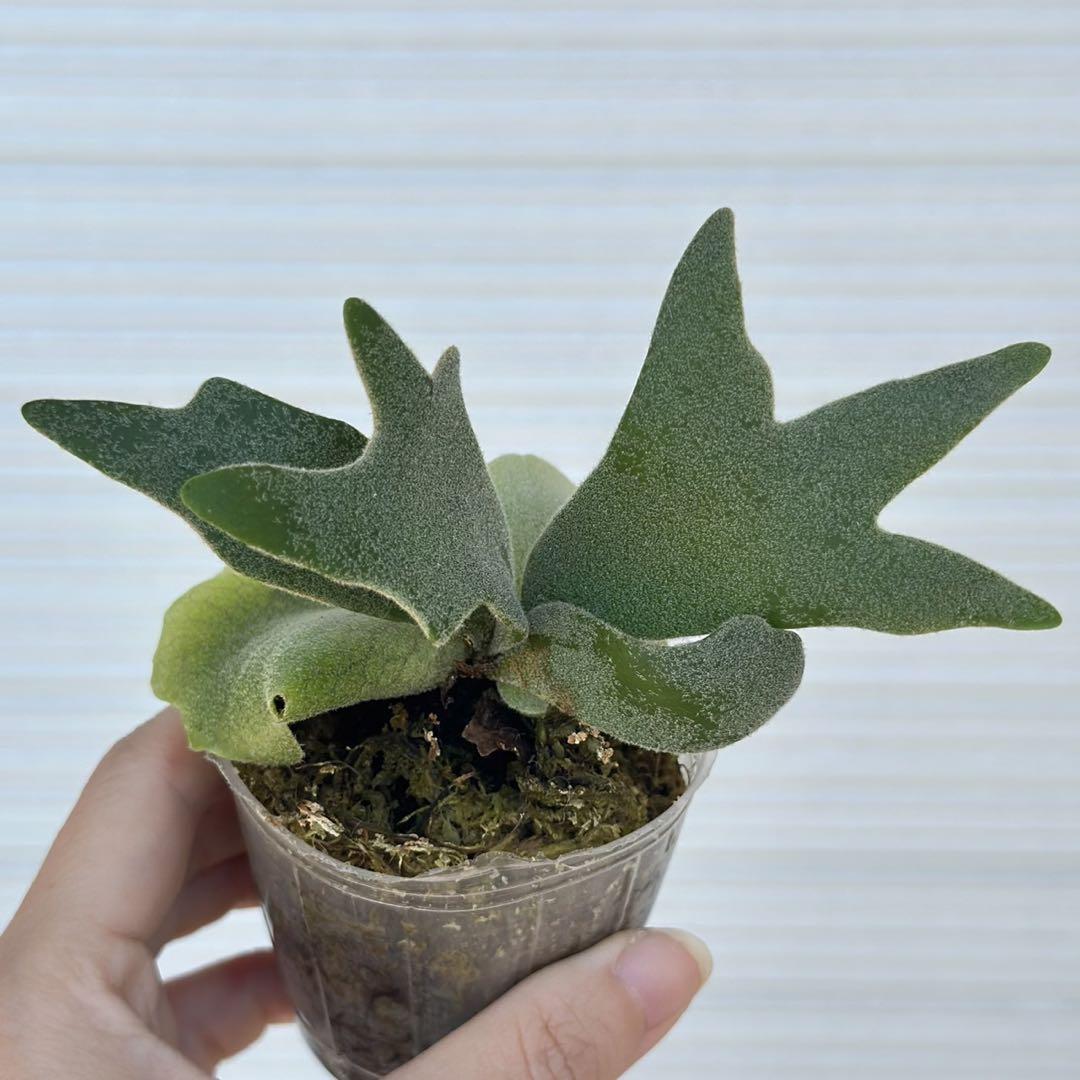 ビカクシダ selso tatuta子株 ビカクシダ セルソタツタ / 子株を板付けしてLEDライトで育てる