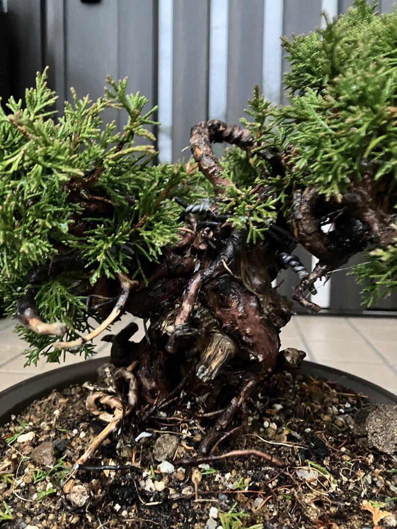【創作盆栽】真柏 タヌキ 盆栽 真柏盆栽 創作盆栽 タヌキ作り 糸魚川真柏 松 - メルカリ
