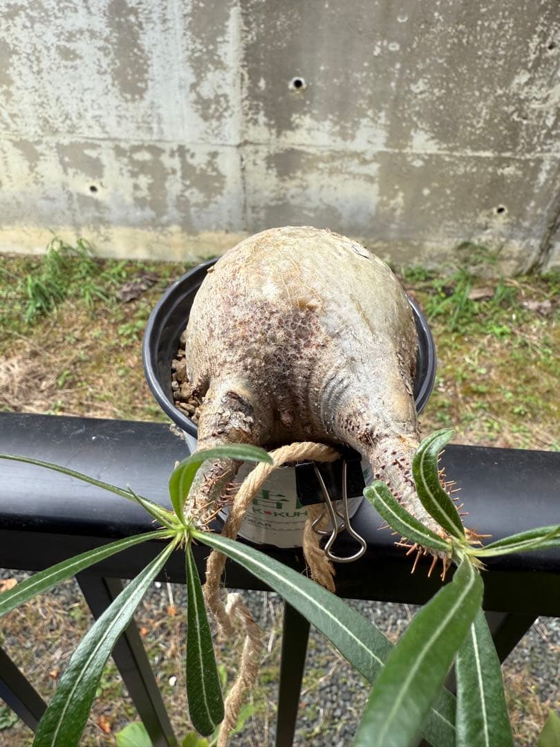 パキポディウム