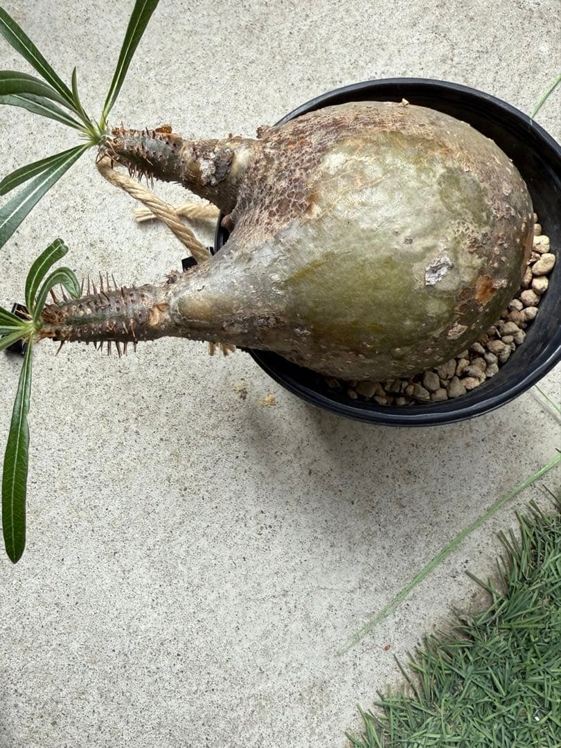 緑肌目立った傷や汚れなし