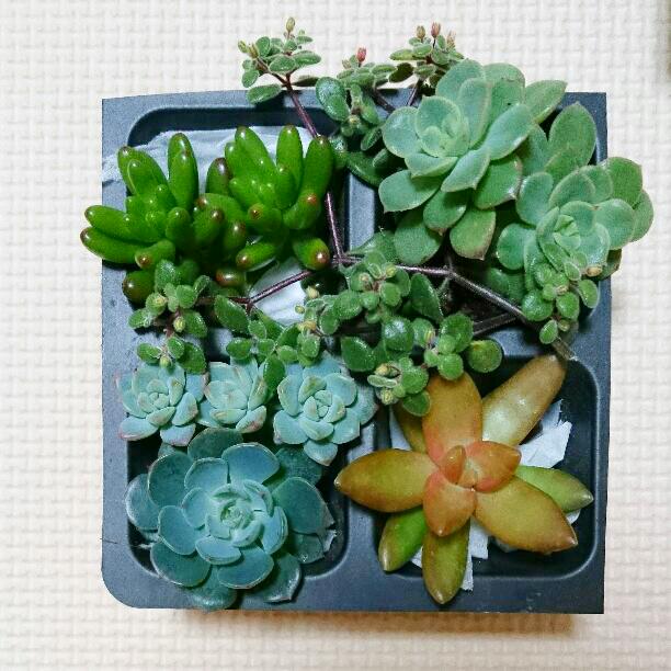 《コメント用》多肉植物 カット苗セット ハッピー入り