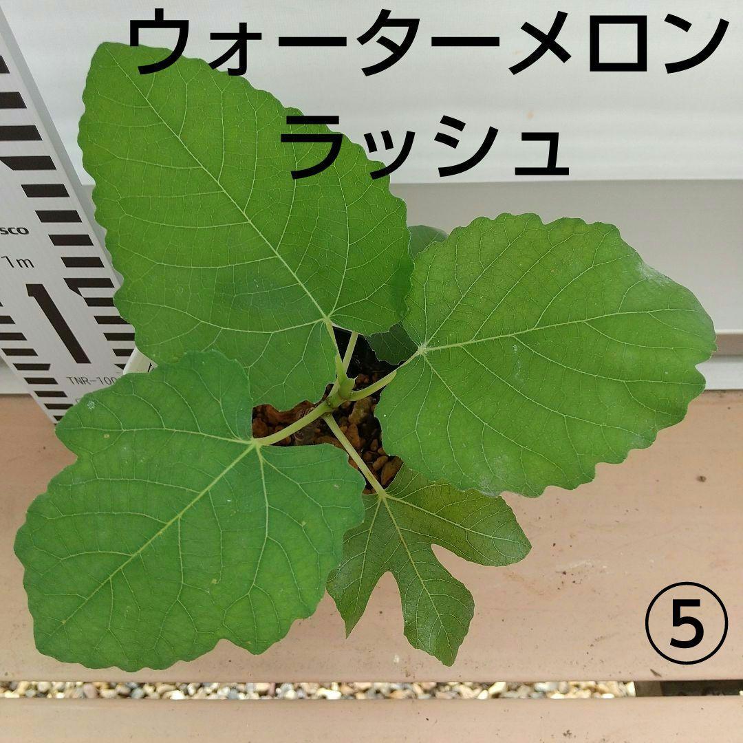 ★希少高級イチジク苗木★【ウォーターメロンラッシュ⑤】〖7月4日撮影〗結実実績