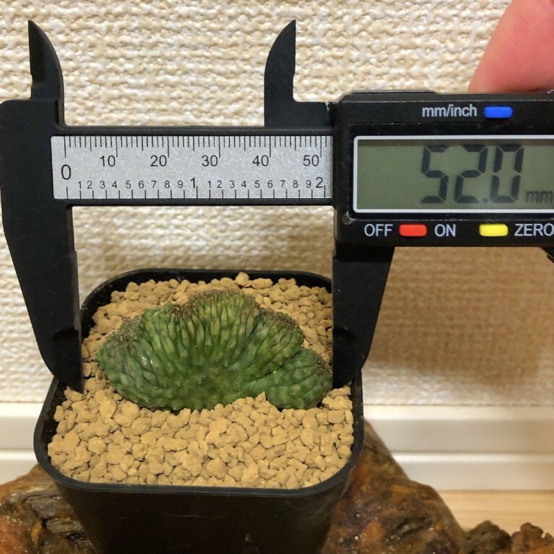 公*勝様 ユーフォルビアオベサ綴化