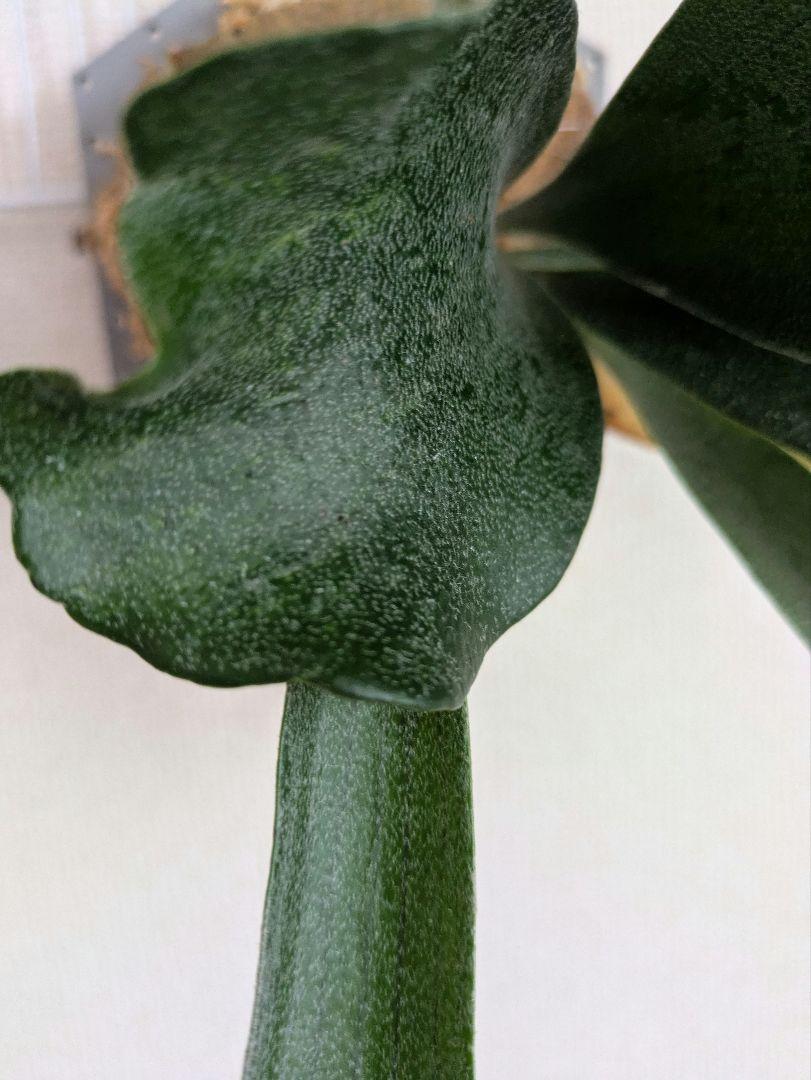 P.variegata　斑入りビカクシダ