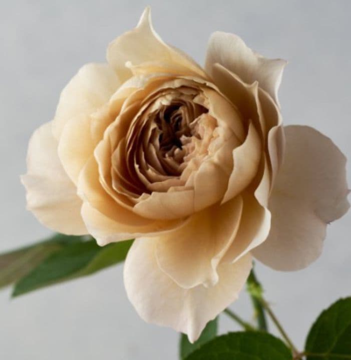 バラ苗(入手困難切り花種) 激レア種 和バラ 小苗