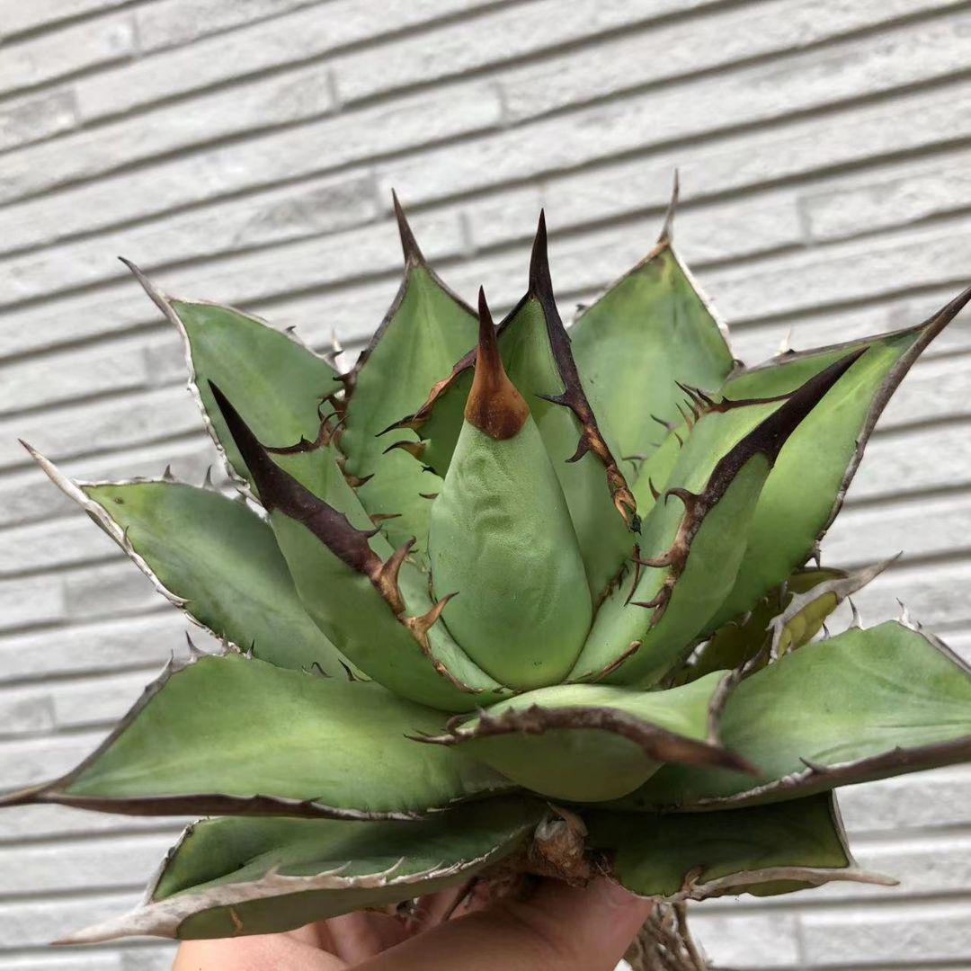 32%割引ブラック系特価 多肉植物アガベ チタノタ黒鯨極上輸入株 植物/観葉植物 インテリア小物ブラック系-WWW.ALCCLIBERIA.ORG 32%割引ブラック系特価 多肉植物アガベ チタノタ黒鯨極上輸入株 植物/観葉植物 インテリア小物ブラック系-WWW.ALCCLIBERIA.ORG