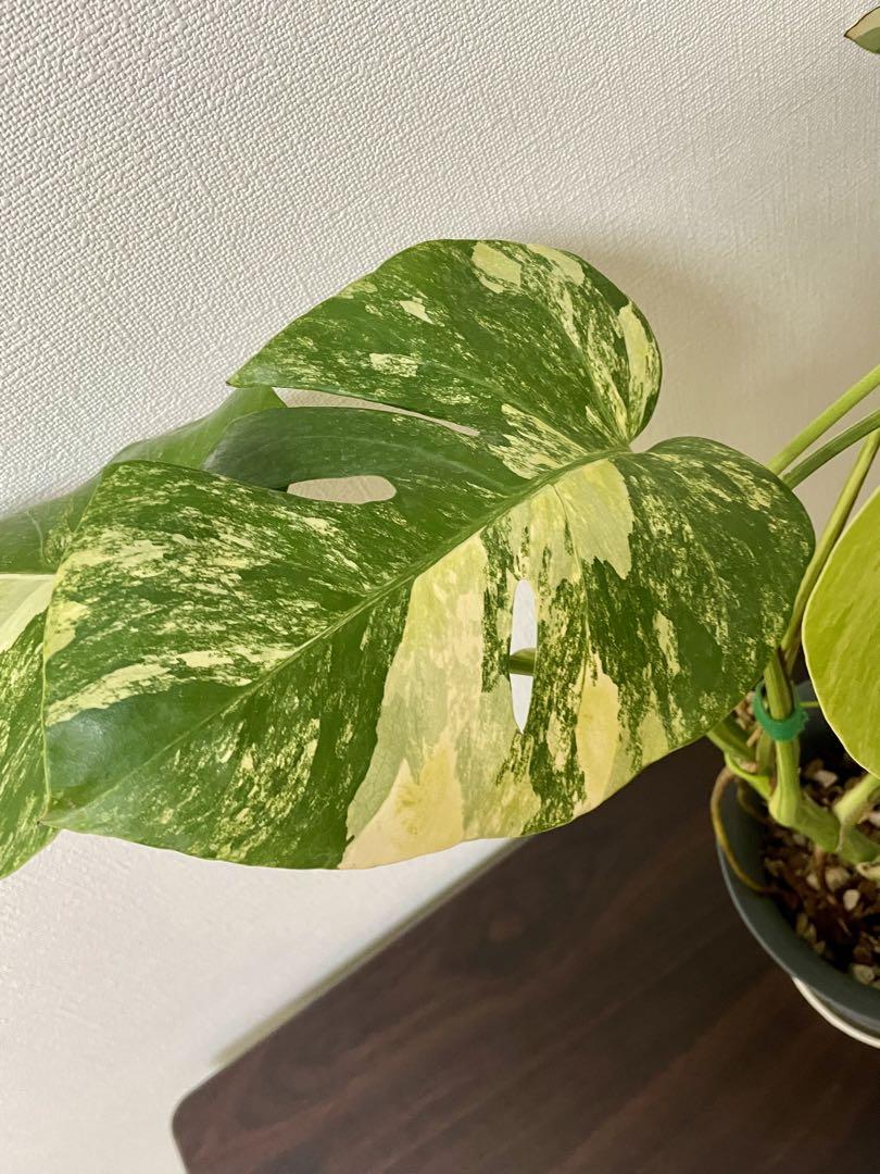 楽天市場】モンステラ（種類（植物）フィロデンドロン（ファン