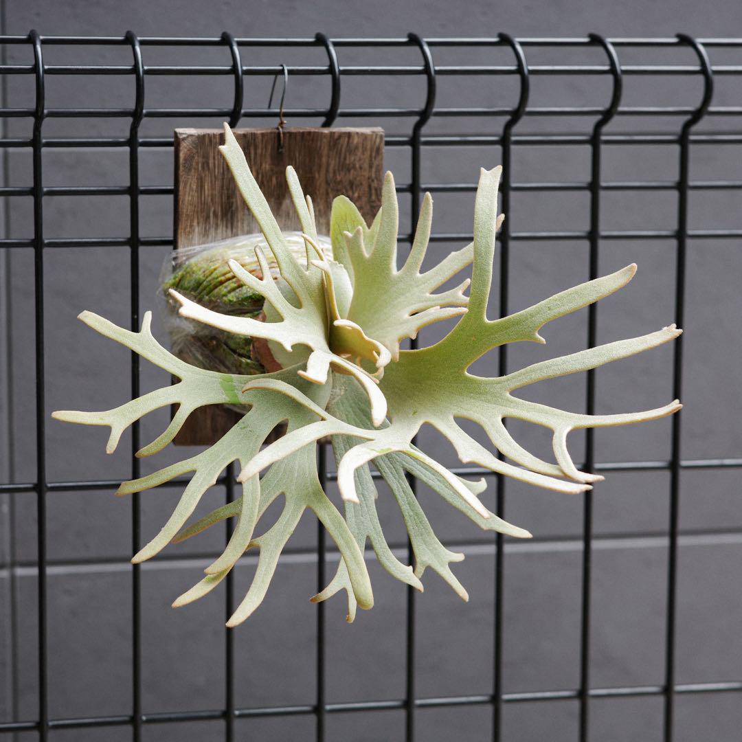 P.ridleyi dwarf silver 327 『おまとめ買い』（2024.10/2