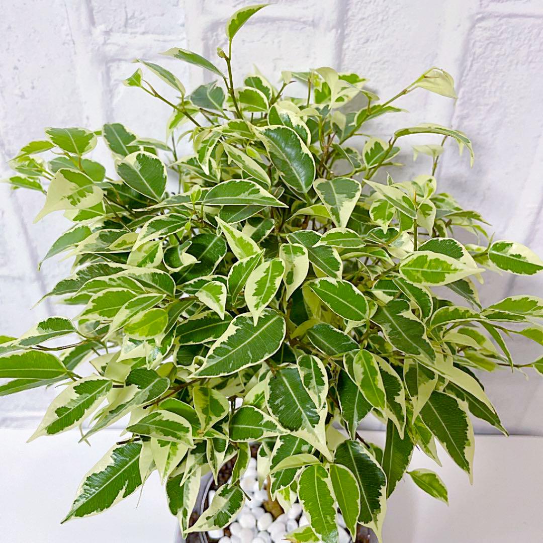 フィカスベンジャミン　大きめ　観葉植物　ハイドロカルチャー