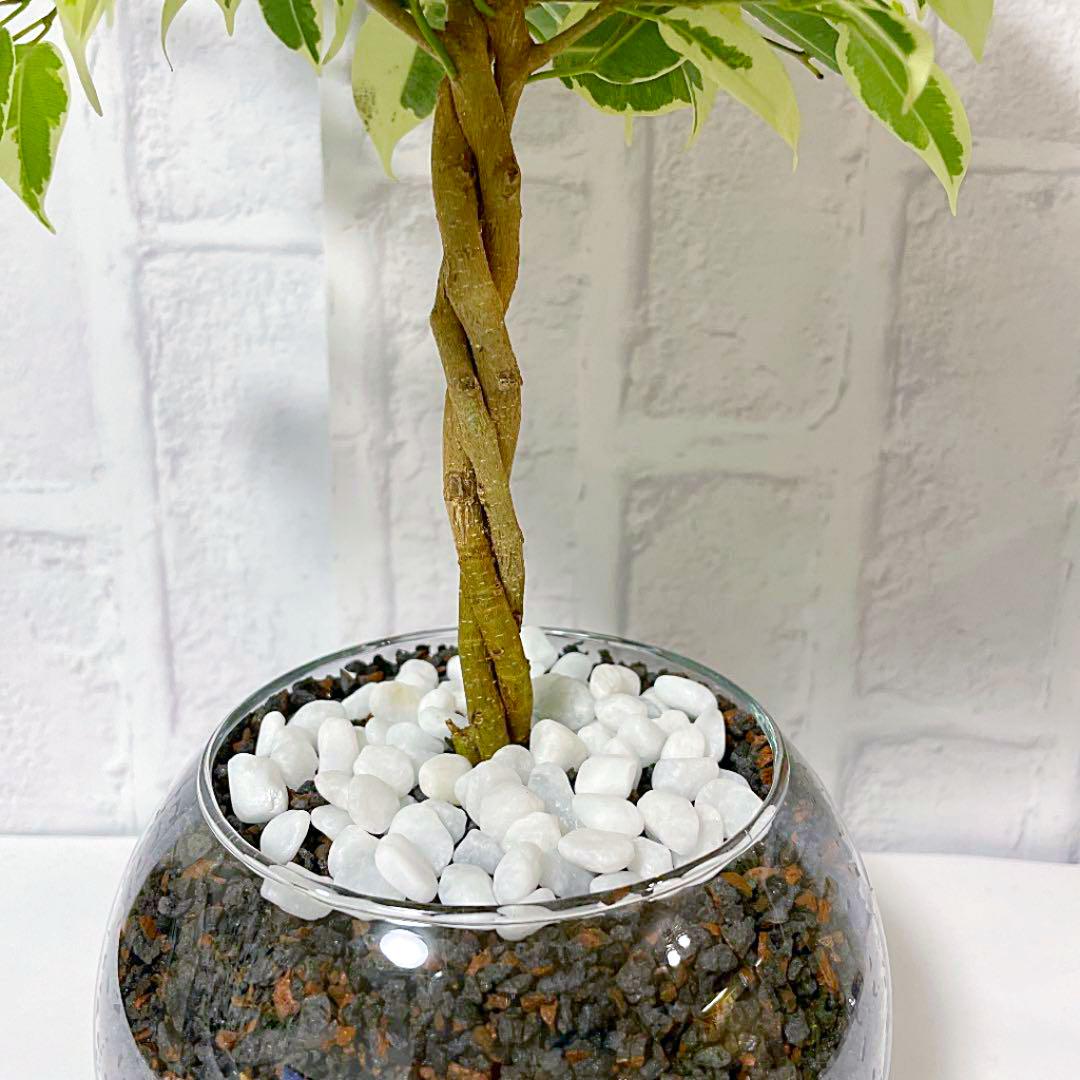 フィカスベンジャミン　大きめ　観葉植物　ハイドロカルチャー