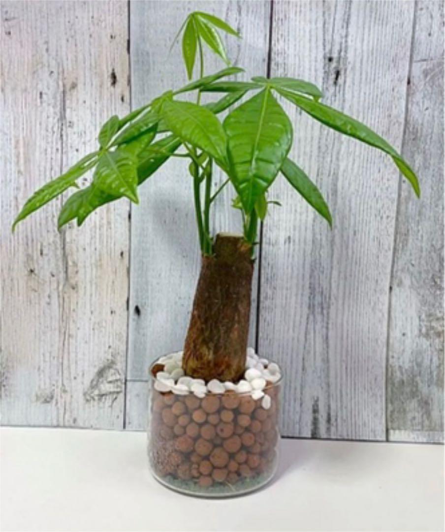 フィカスベンジャミン　大きめ　観葉植物　ハイドロカルチャー