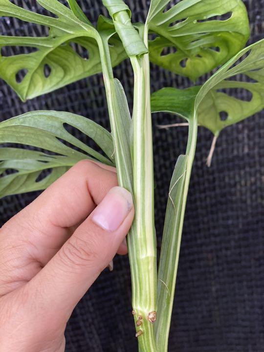 41%割引【正規品】 マドカズラ斑入り5枚 Monstera adansonii variegata 植物/観葉植物 インテリア小物-RACUSJ.COM 41%割引【正規品】 マドカズラ斑入り5枚 Monstera adansonii variegata 植物/観葉植物 インテリア小物-RACUSJ.COM