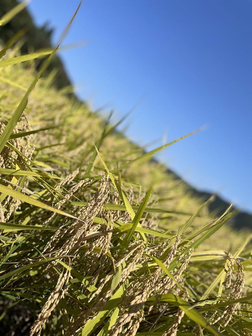 最後の1袋‼️宮城県‼️　米　ササニシキ玄米30キロ