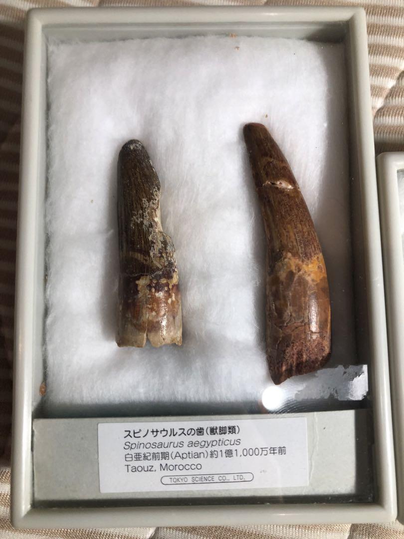 化石　恐竜の歯セット　スピノサウルス　モササウルス