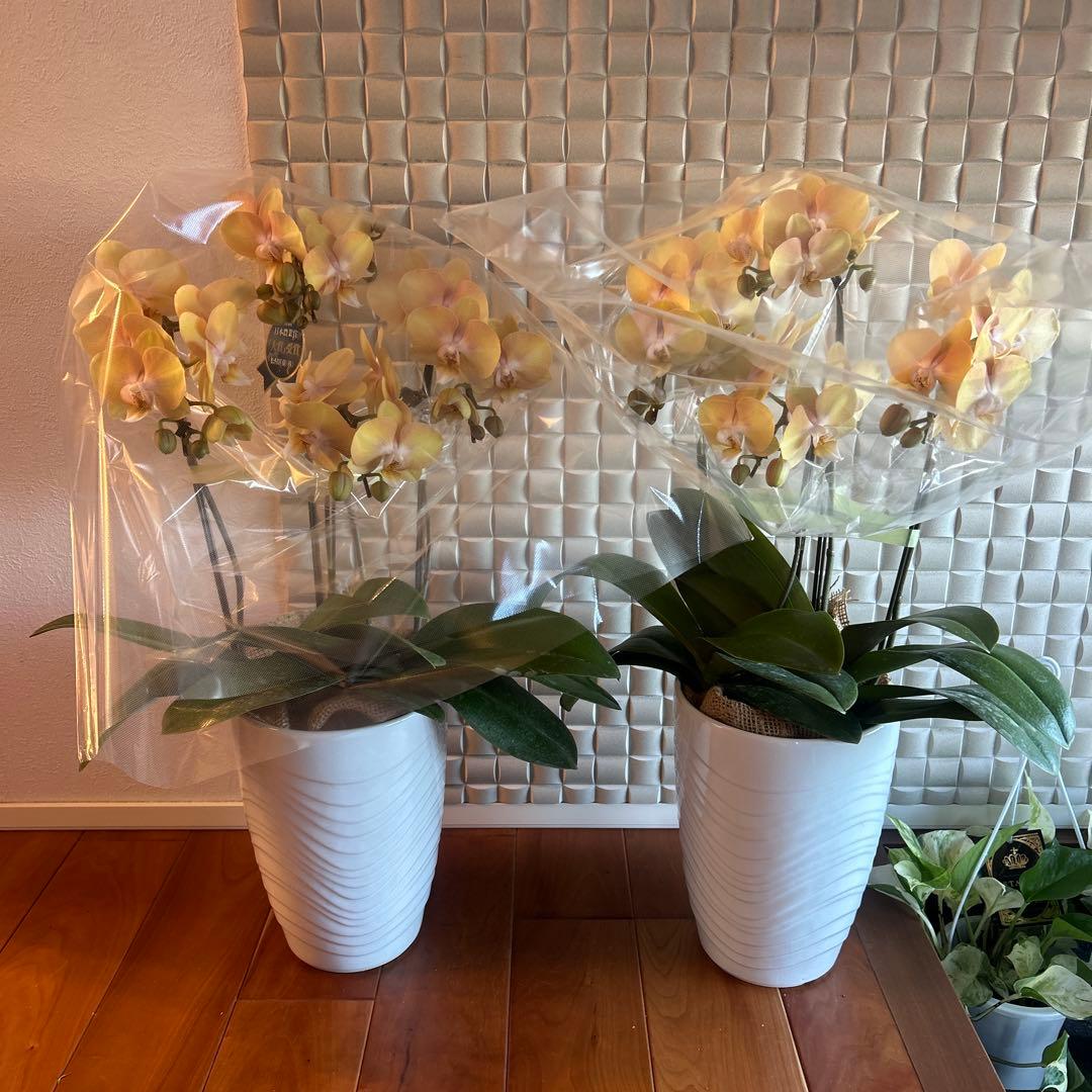 胡蝶蘭苗 胡蝶蘭 ファレノプシス ゴールデンマンボ 2鉢価格 5.5寸鉢 4F 胡蝶蘭苗 胡蝶蘭 ファレノプシス ゴールデンマンボ 2鉢価格 5.5寸鉢 4F