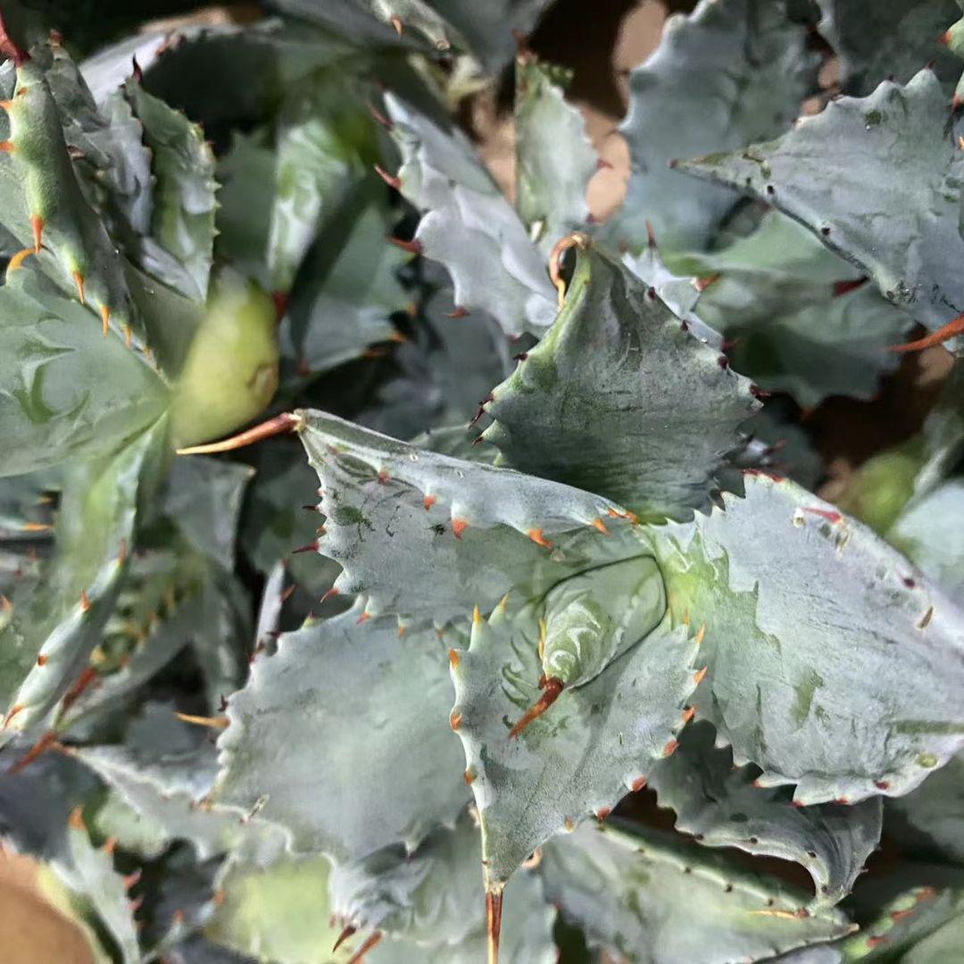 定番在庫 アガべ多肉植物 大苗 特別価格30株 whgCI-m54093524206 雷帝甲蟹 格安最安値