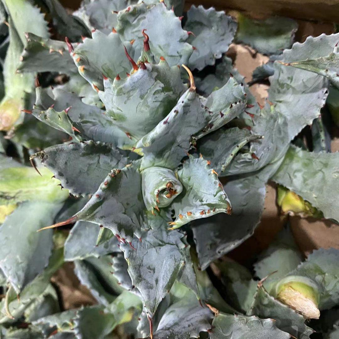 定番在庫 アガべ多肉植物 大苗 特別価格30株 whgCI-m54093524206 雷帝甲蟹 格安最安値