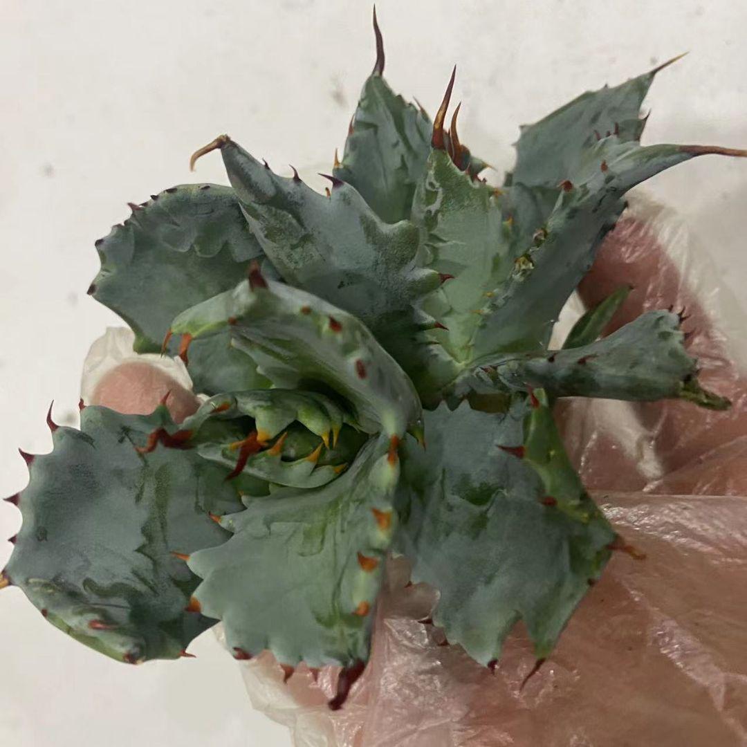 定番在庫 アガべ多肉植物 大苗 特別価格30株 whgCI-m54093524206 雷帝甲蟹 格安最安値