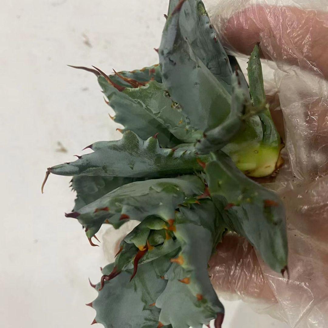 定番在庫 アガべ多肉植物 大苗 特別価格30株 whgCI-m54093524206 雷帝甲蟹 格安最安値