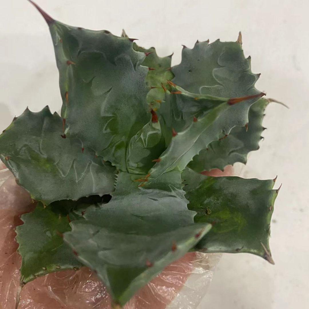 定番在庫 アガべ多肉植物 大苗 特別価格30株 whgCI-m54093524206 雷帝甲蟹 格安最安値