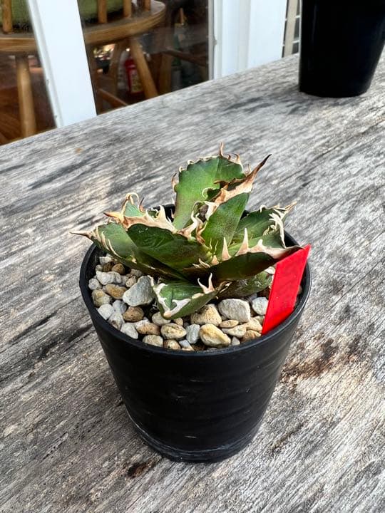 アガベレッドキャットウィーズル ゴリ猫 良血統子株